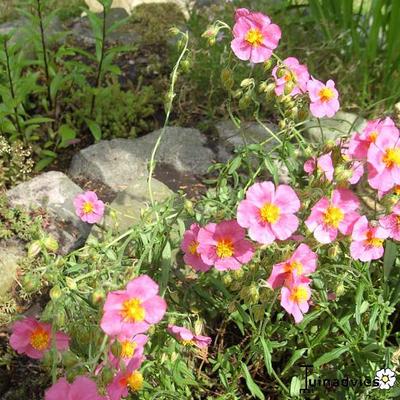 Zonneroosje - Helianthemum 'Lawrenson's Pink'