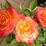 Rosa 'Rumba' - Roos