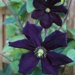 Clematis viticella 'Romantika' - Bosrank