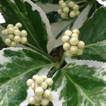 Euonymus fortunei 'Emerald Gaiety'