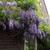 Wisteria