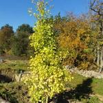 Ginkgo biloba  'Fastigiata' - Japanse notenboom