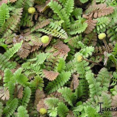 Speldenkussenplant - Leptinella potentillina