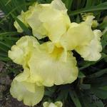 Iris 'Maui Moonlight' - Baardiris