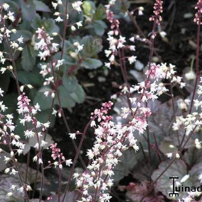 x Heucherella 'Quicksilver' - Purperklokje