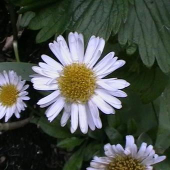 Aster alpinus 'White Beauty'