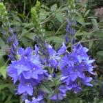 Veronica austriaca - Ereprijs, Brede ereprijs - Veronica austriaca