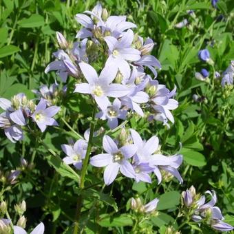 Campanula lactiflora 'Senior'