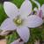 Campanula lactiflora 'Loddon Anna'