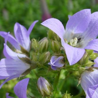 Campanula lactiflora 'Prichard's Variety'