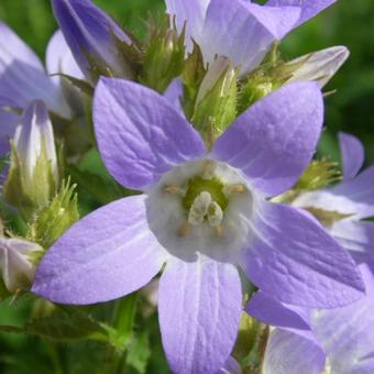 Campanula lactiflora 'Prichard's Variety'