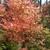 Acer palmatum 'Wilson's Pink Dwarf'