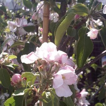 Malus domestica 'Pinova'