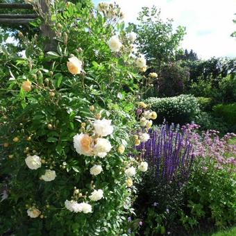 Rosa 'Ghislaine de Feligonde'