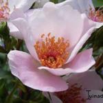 Rosa 'Astronomia' - Roos