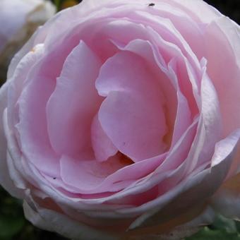 Rosa 'Heritage'