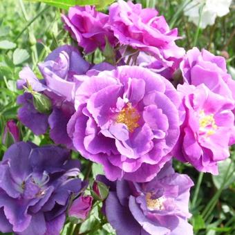 Rosa 'Rhapsody in Blue'