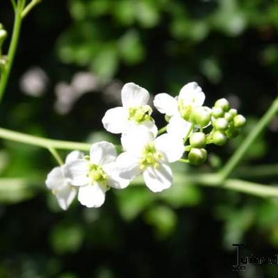 Zeekool - Crambe cordifolia