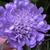 Scabiosa columbaria 'Butterfly Blue'