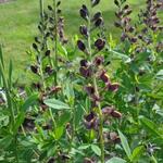 Baptisia 'Chocolate Chip' - Valse indigo