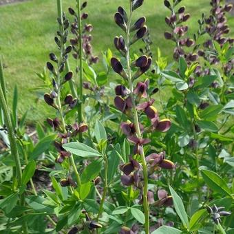 Baptisia 'Chocolate Chip'