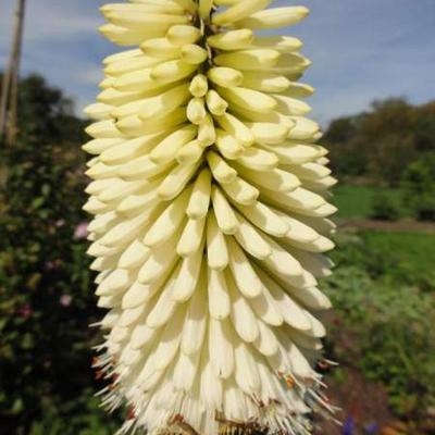 Vuurpijl - Kniphofia 'Ice Queen'