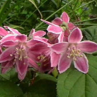 Deutzia x hybrida 'Strawberry Fields'