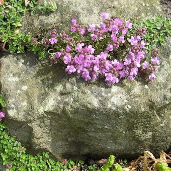 Thymus serpyllum 'Minor'