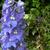 Delphinium 'Blue Bird'