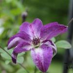 Clematis viticella  'Venosa Violacea' - Bosrank