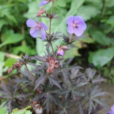 Beemdooievaarsbek - Geranium pratense 'Midnight Reiter'