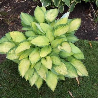 Hosta 'Gold Standard'