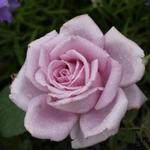 Rosa 'Blue Moon' - Roos