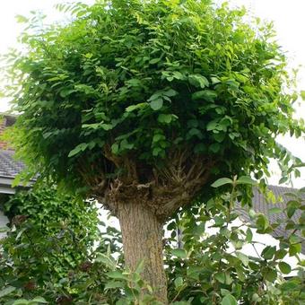 Robinia pseudoacacia ‘Umbraculifera’