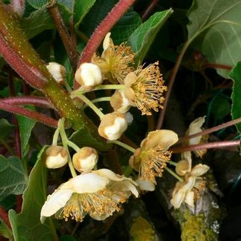 Actinidia deliciosa 'Jenny'