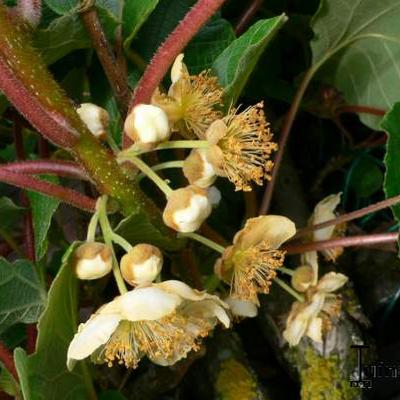 Actinidia deliciosa 'Jenny' - Kiwi