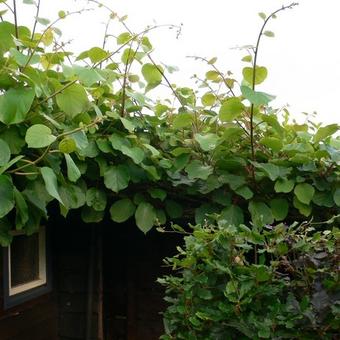 Actinidia deliciosa 'Jenny'