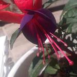 Fuchsia 'Pluto' - Bellenplant