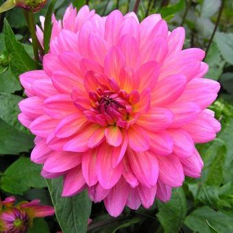 Dahlia 'Karma Fuchsiana'