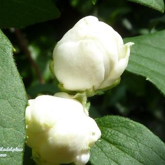 Philadelphus 'Snowbelle'