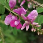 Indigofera heterantha - Indigostruik