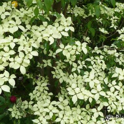 Cornus kousa - Japanse kornoelje