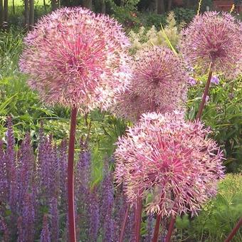 Allium giganteum