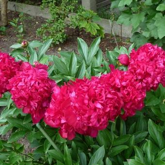 Paeonia officinalis 'Rubra Plena'