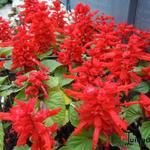 Salvia splendens - Vuursalie