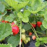 Fragaria x ananassa 'Elsanta' - Aardbei Elsanta - Fragaria x ananassa 'Elsanta'