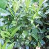 Vleesbes - Sarcococca confusa