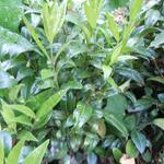 Vleesbes - Sarcococca confusa