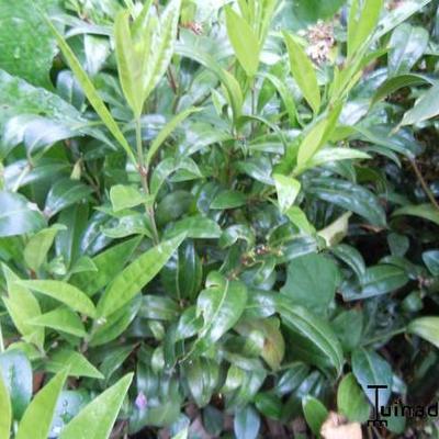 Sarcococca confusa - Vleesbes