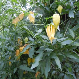 Clematis tangutica